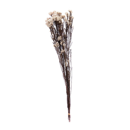 01400035_diosmi-trvacne-60cm