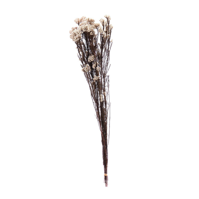01400035_diosmi-trvacne-60cm