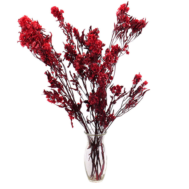 01400036_dodonaea-trvacna-60cm-5-balenie