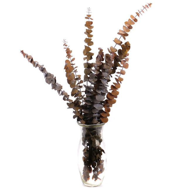 01400042_eucalyptus-cinerea-trvacny-60cm-balenie