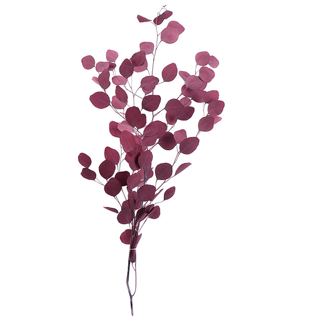 01400043_eucalyptus-populus-trvacny-60cm-balenie