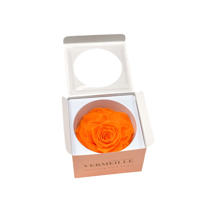 01400181_in-eterno-ruza-magna-orange