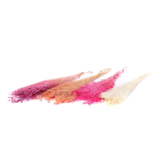 01400254_limonium-trvacna-100g-balenie