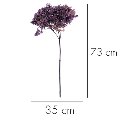 01400355_hortenzia-trvacna-ab7