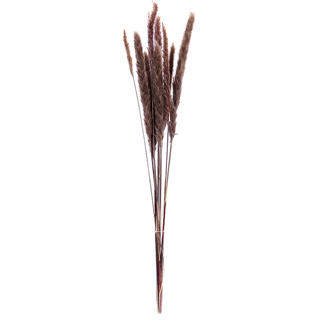 01500131_cortaderia-trava-70cm-10-balenie