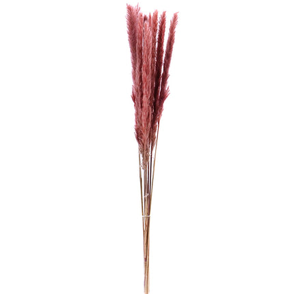 01500131_cortaderia-trava-70cm-10-balenie
