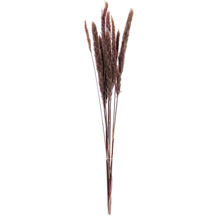 01500131_cortaderia-trava-70cm-10-balenie