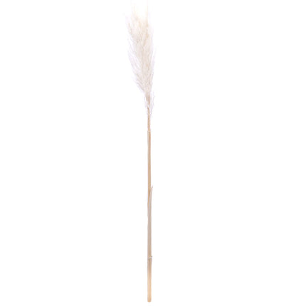 01500132_cortaderia-trava-x1-e120