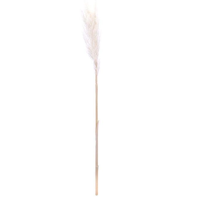 01500132_cortaderia-trava-x1-e120