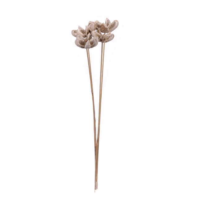 01502818_bullet-flower-open-m21-white-washm-on-50-cm-stem