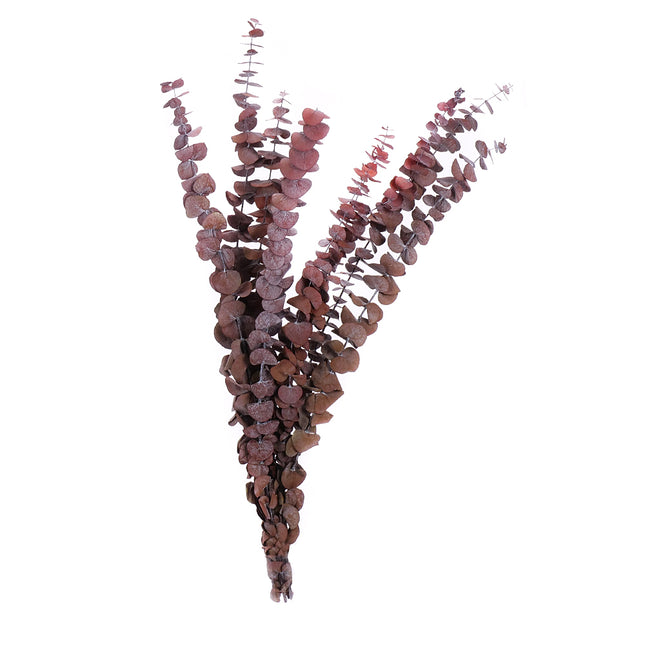 01502873_eucalyptus-cinerea-trvacny-z58-mix-balenie