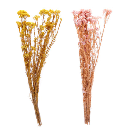 01502874_ozothamnus-trvacny-z53-mix-60cm-balenie