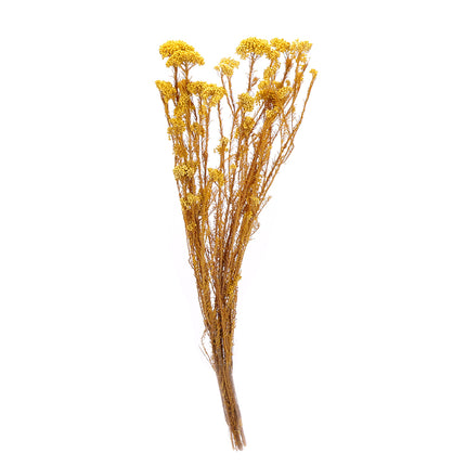 01502874_ozothamnus-trvacny-z53-mix-60cm-balenie