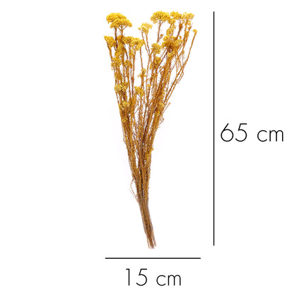01502874_ozothamnus-trvacny-z53-mix-60cm-balenie