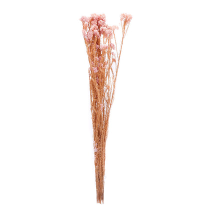 01502874_ozothamnus-trvacny-z53-mix-60cm-balenie