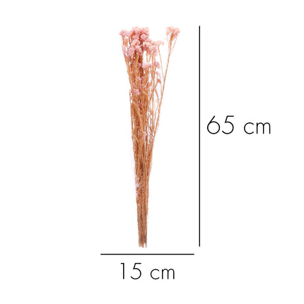01502874_ozothamnus-trvacny-z53-mix-60cm-balenie
