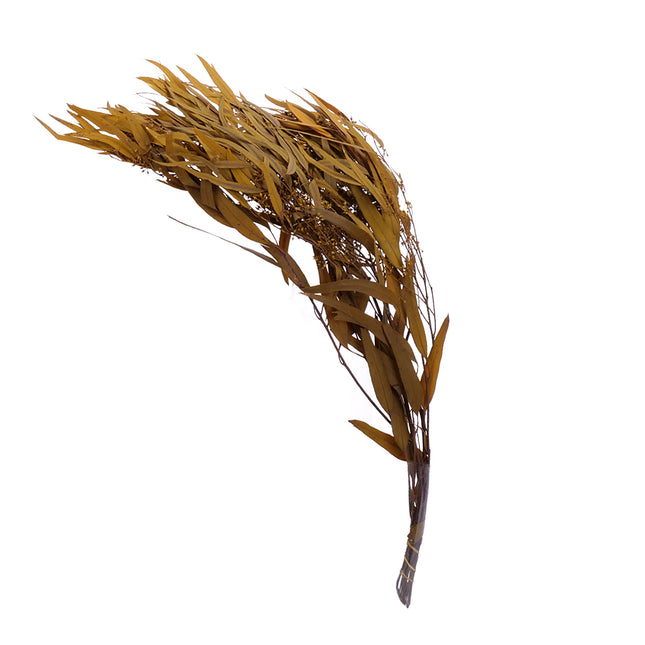 01502875_eucalyptus-nicholii-trvacny-z59-mix-60cm-balenie