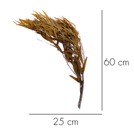 01502875_eucalyptus-nicholii-trvacny-z59-mix-60cm-balenie