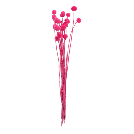 01502876_craspedia-trvacna-z52-mix-55cm-balenie