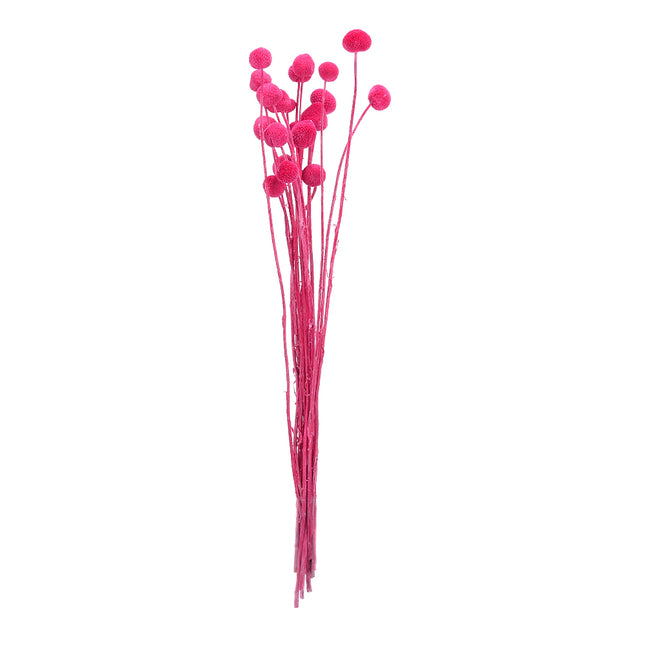 01502876_craspedia-trvacna-z52-mix-55cm-balenie