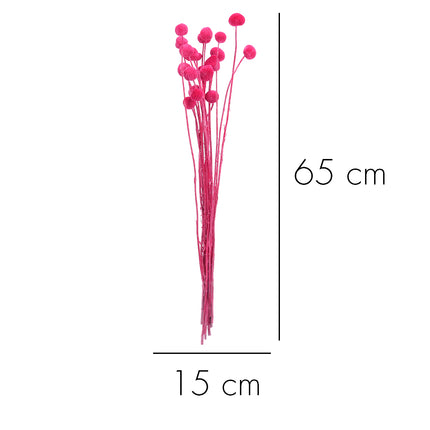 01502876_craspedia-trvacna-z52-mix-55cm-balenie
