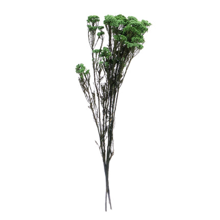 01502880_ozothamnus-trvacny-z50-mix-65cm-balenie