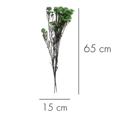 01502880_ozothamnus-trvacny-z50-mix-65cm-balenie