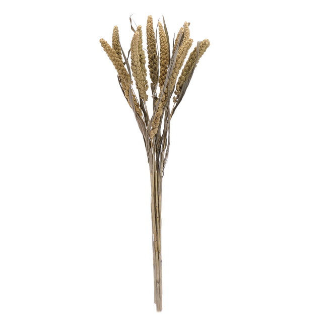 01502881_setaria-trvacna-z54-mix-60cm-balenie