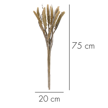 01502881_setaria-trvacna-z54-mix-60cm-balenie