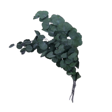 01502882_eucalyptus-populus-trvacny-z56-mix-55cm-balenie