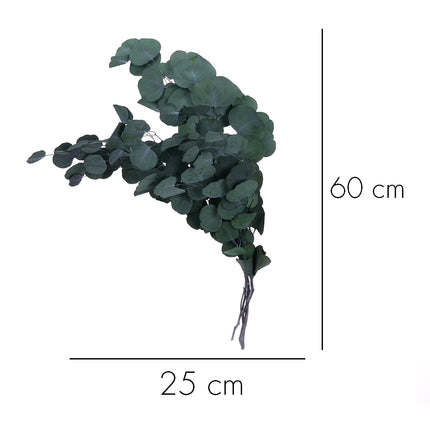 01502882_eucalyptus-populus-trvacny-z56-mix-55cm-balenie