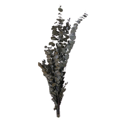 01502883_eucylaptus-trvacny-z57-mix-70cm-balenie