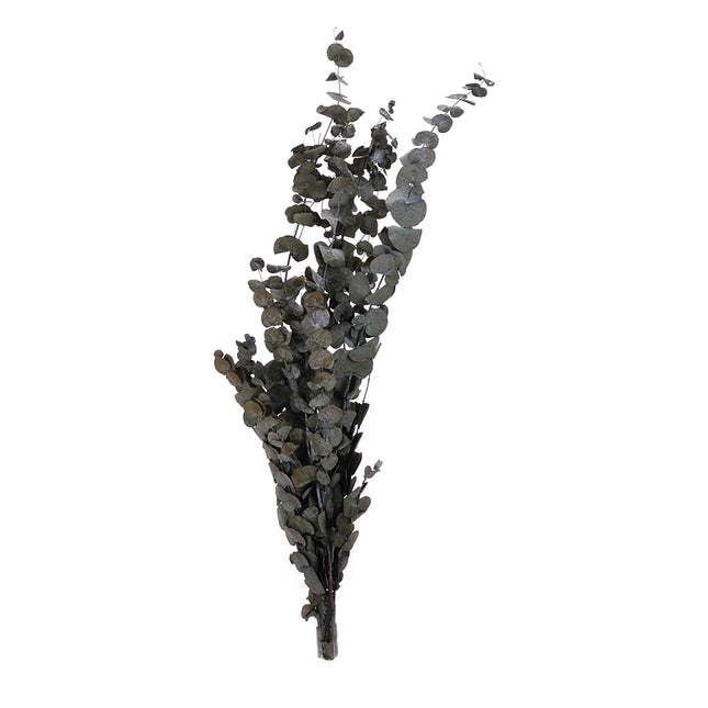 01502883_eucylaptus-trvacny-z57-mix-70cm-balenie