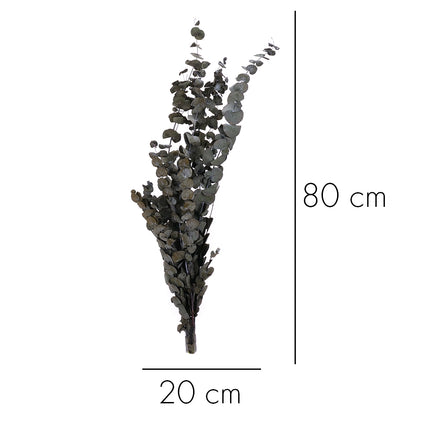01502883_eucylaptus-trvacny-z57-mix-70cm-balenie