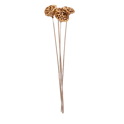 01502906_lotus-pod-medium-6-8-cm-m95-metallic-gold-on-50-cm-stem