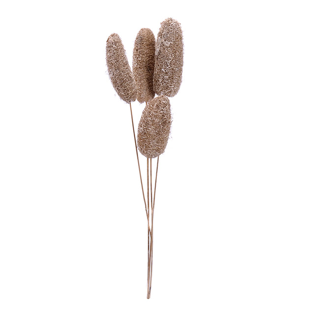 01502912_luffa-medium-10-15-cm-m101-white-washm-on-50-cm-stem