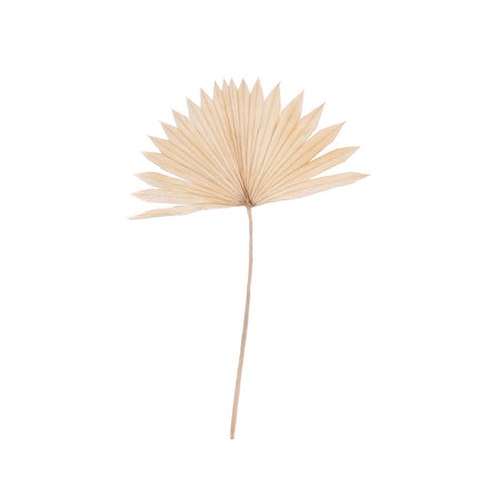 01502928_palm-sun-spear-large-25-35cm-m117-bleach