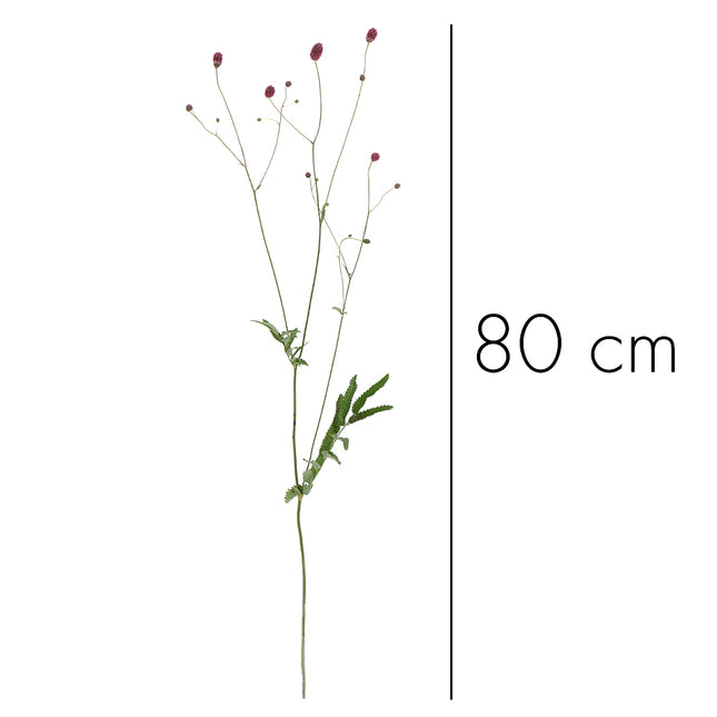 01900031_astrantia-mix-lucnych-kvetov-rez