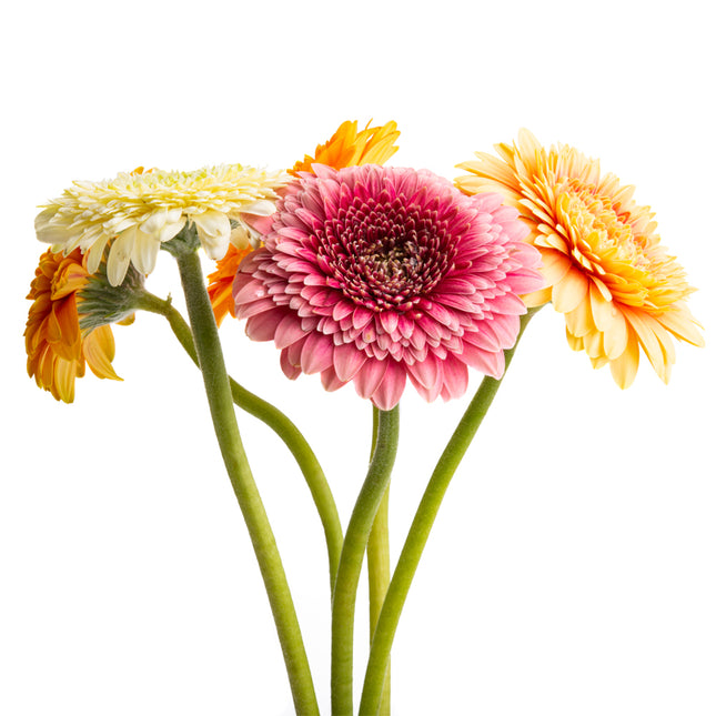 01900114_gerbera-mini-mix-rez