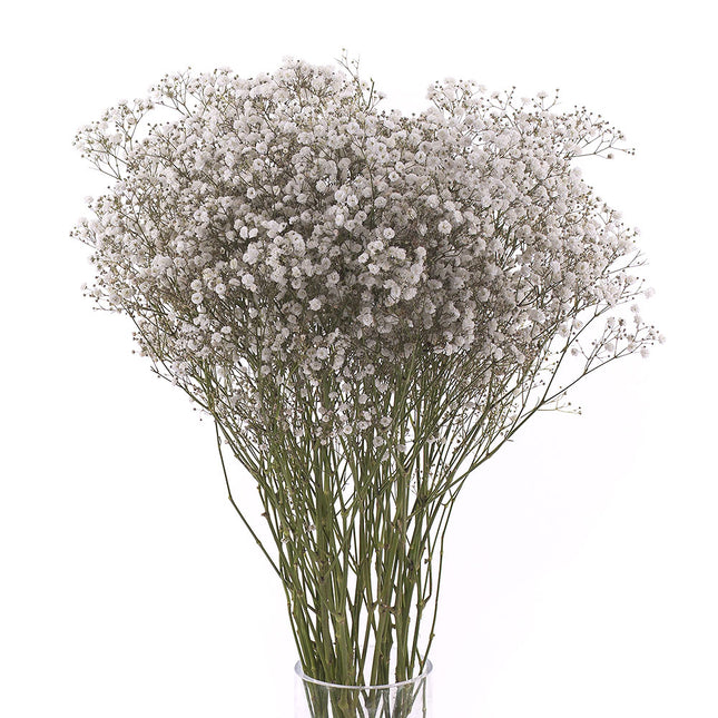 01900128_gypsophila-rez