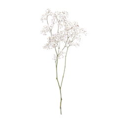01900128_gypsophila-rez