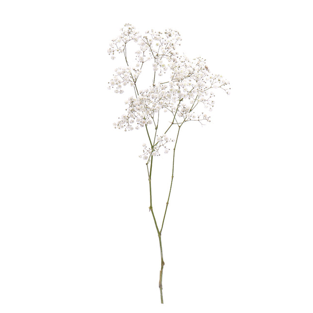 01900128_gypsophila-rez