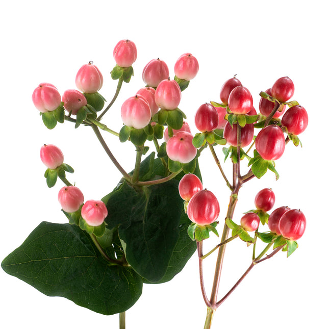 01900146_hypericum-mix-rez
