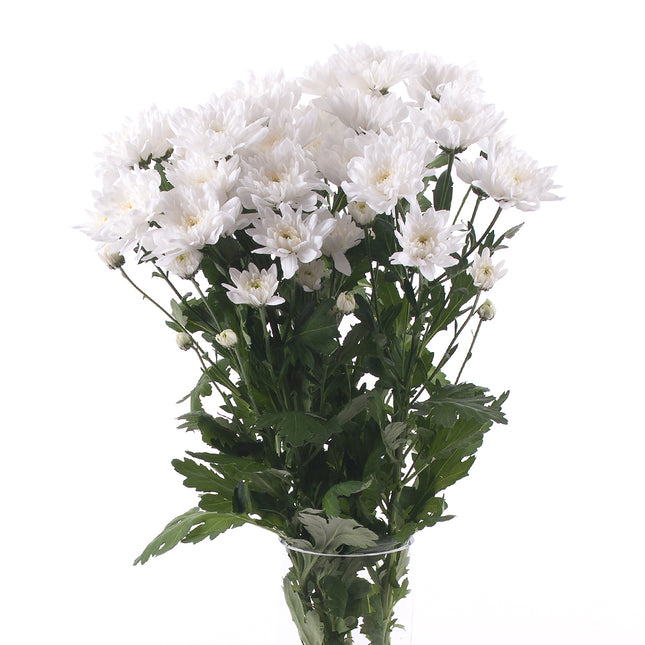 01900149_krizantem-feher-vagott