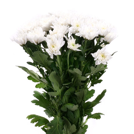 01900149_krizantem-feher-vagott