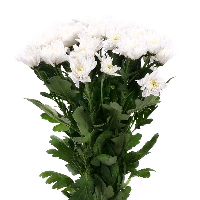 01900149_krizantem-feher-vagott