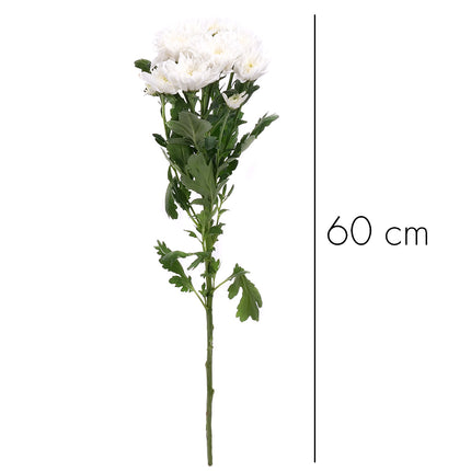 01900149_krizantem-feher-vagott