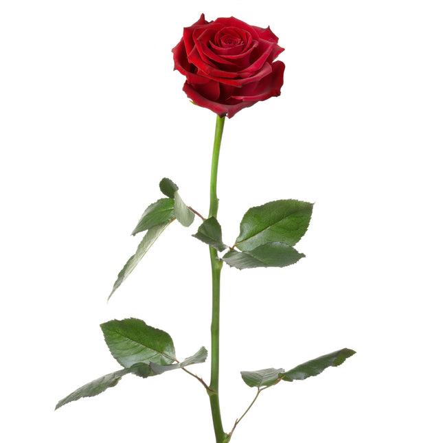 01900275_ruza-amore-cervena-rez