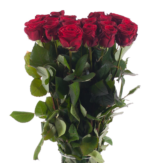 01900275_ruza-amore-cervena-rez