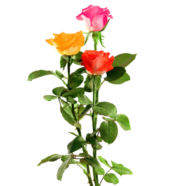 01900280_ruza-amore-mix-rez